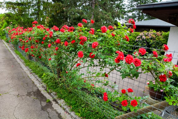 Ein mit Rosen verzierter Zaun