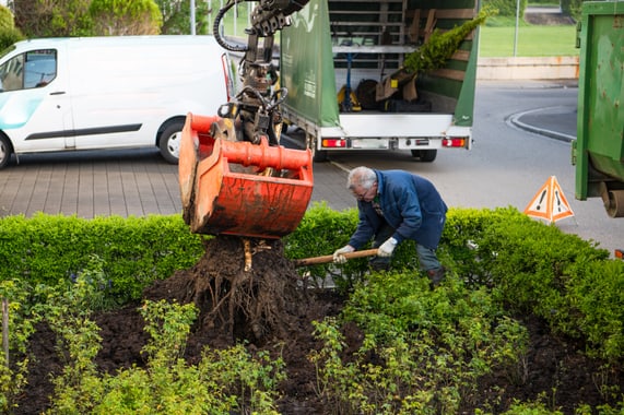 Beat Röllin bei der Arbeit: Ein Baum wird mit dem Bagger ersetzt