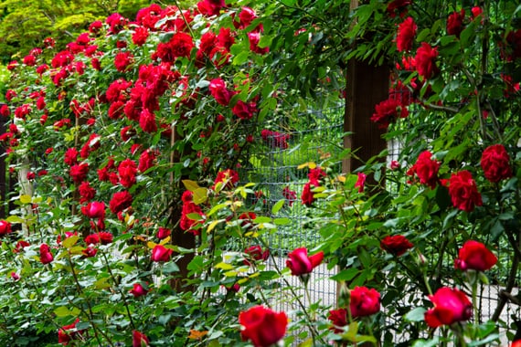 Ein mit Rosen verzierter Zaun